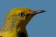 Yellow Chat (Epthianura crocea)
